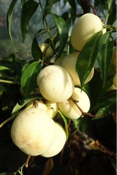 Персик білий Айс Піч